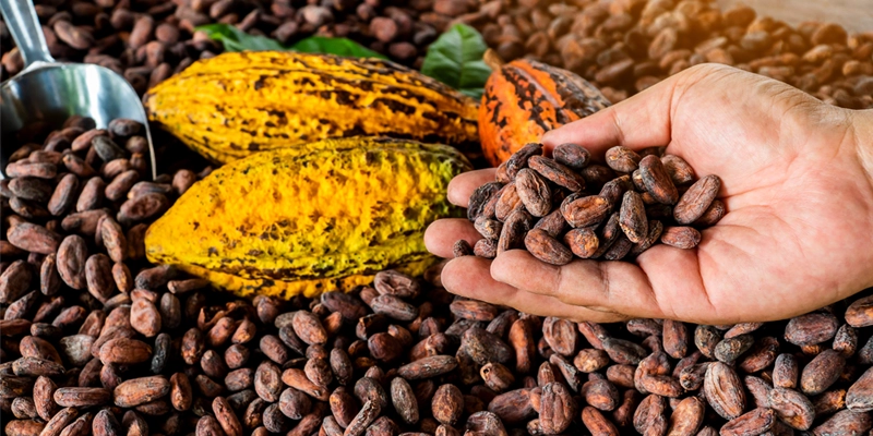 Cocoa Beans